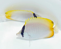 Chaetodon guentheri