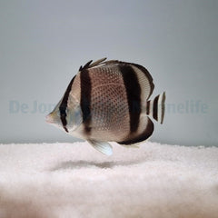 Chaetodon humeralis