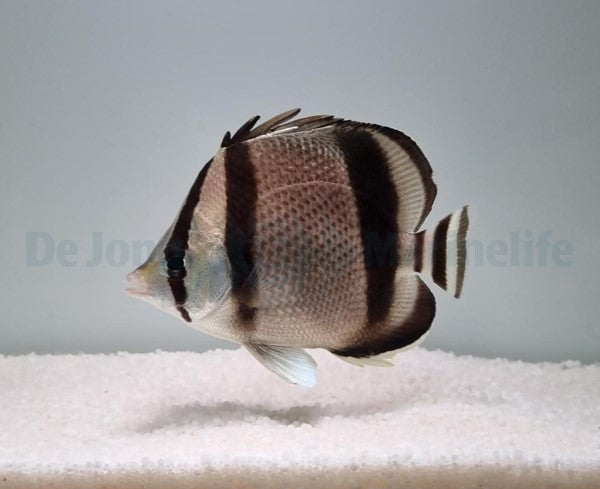 Chaetodon humeralis