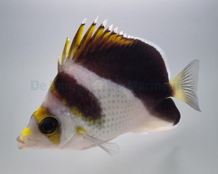 Chaetodon spp. (Hybrid - Backcross)