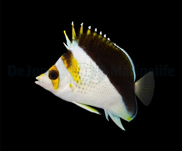 Chaetodon (Hybrid - Backcross)