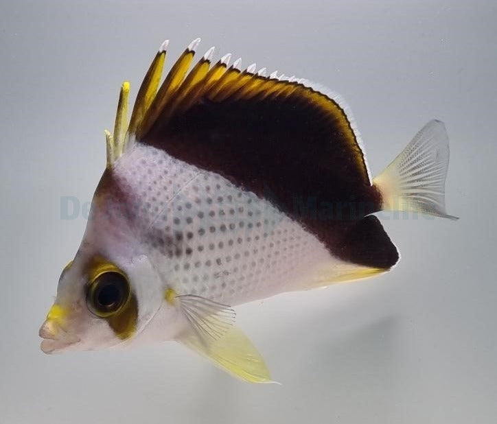 Chaetodon spp. (Hybrid - Backcross)
