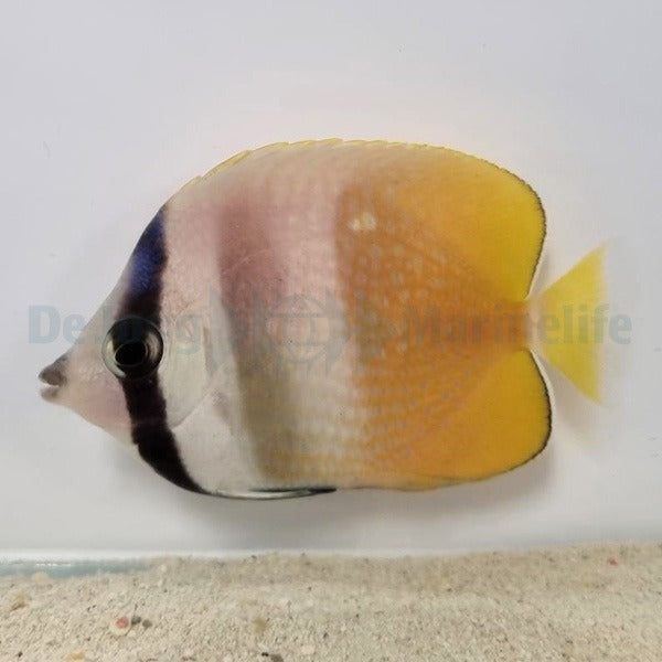 Chaetodon kleinii