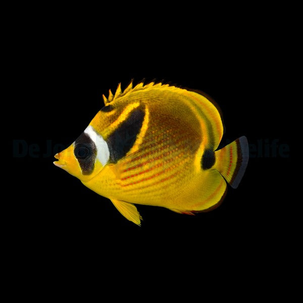 Chaetodon lunula