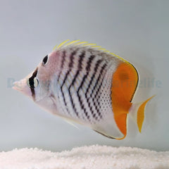 Chaetodon madagaskariensis