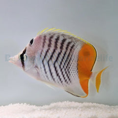 Chaetodon madagaskariensis