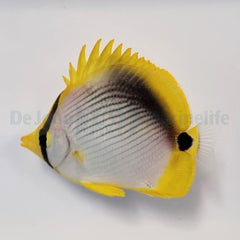 Chaetodon melannotus
