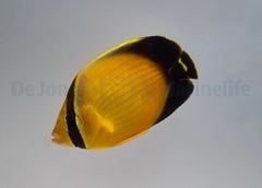 Chaetodon melapterus