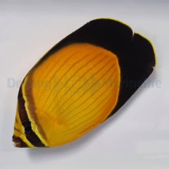 Chaetodon melapterus