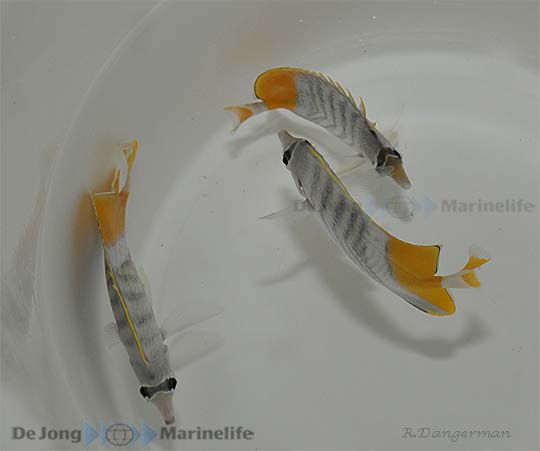 Chaetodon mertensii