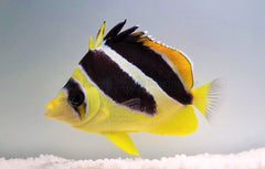 Chaetodon mitratus