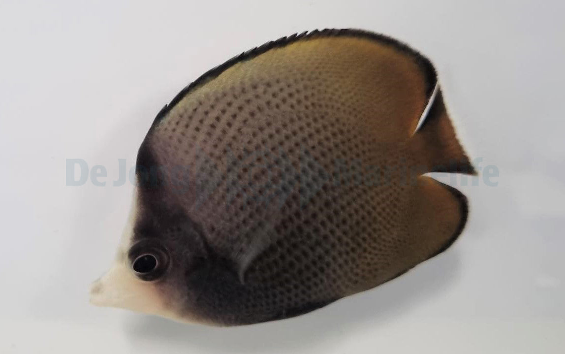 Chaetodon nigropunctatus