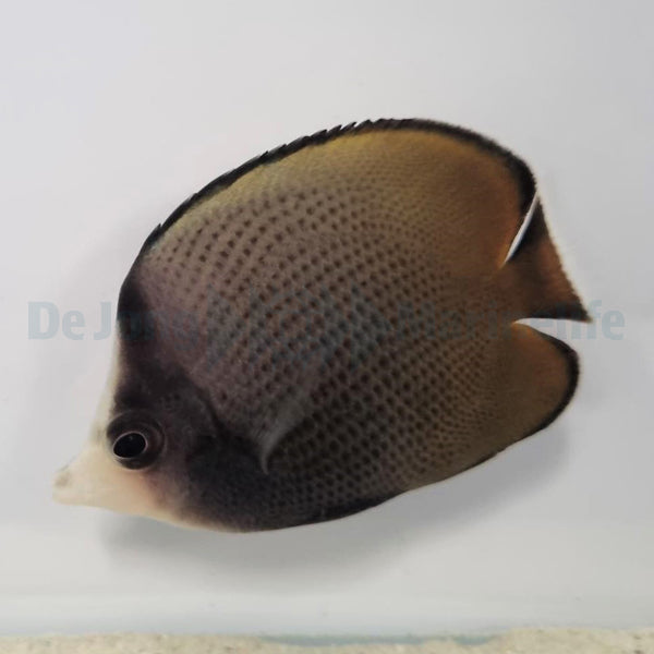 Chaetodon nigropunctatus