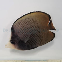 Chaetodon nigropunctatus