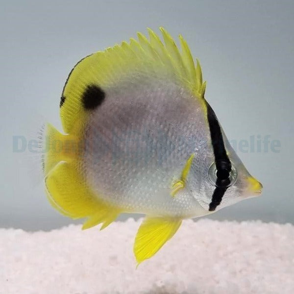 Chaetodon ocellatus
