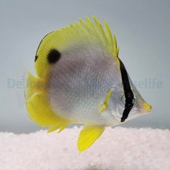 Chaetodon ocellatus