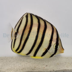 Chaetodon octofasciatus
