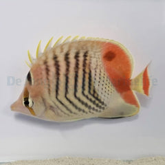 Chaetodon paucifasciatus