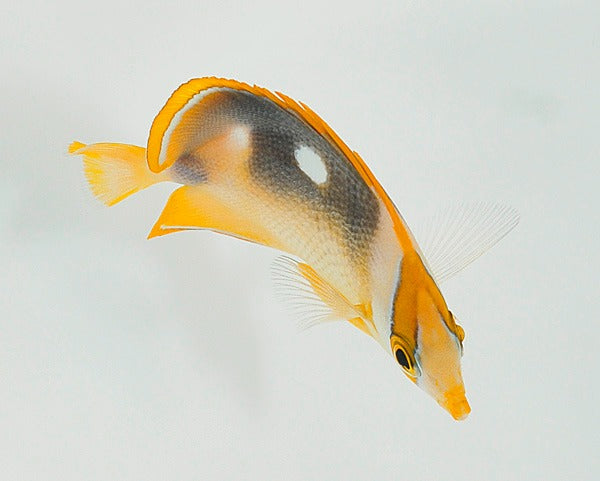 Chaetodon quadrimaculatus