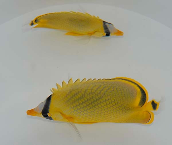 Chaetodon rafflesii