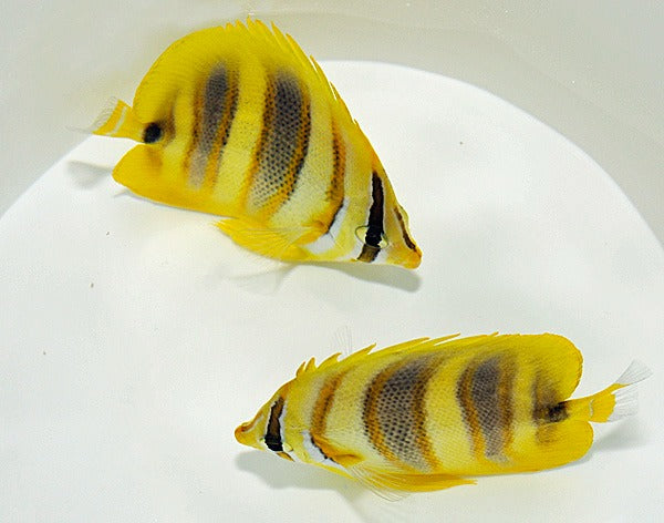 Chaetodon rainfordi