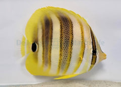 Chaetodon rainfordi