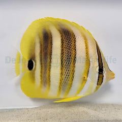 Chaetodon rainfordi