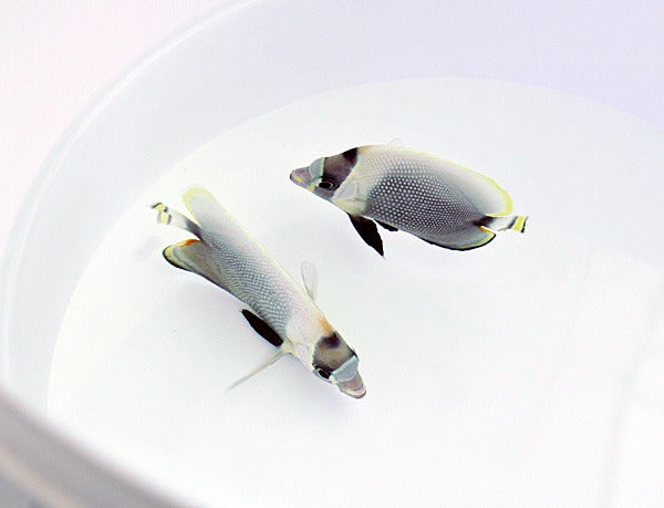 Chaetodon reticulatus
