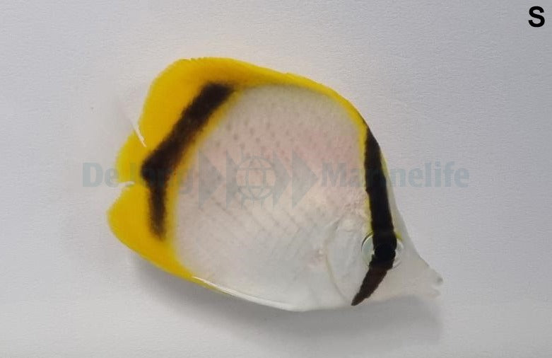 Chaetodon selene