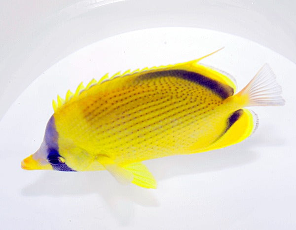 Chaetodon semeion