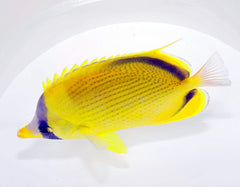 Chaetodon semeion
