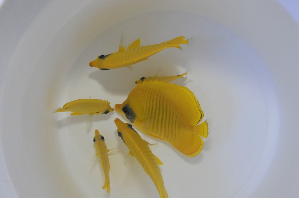 Chaetodon semilarvatus