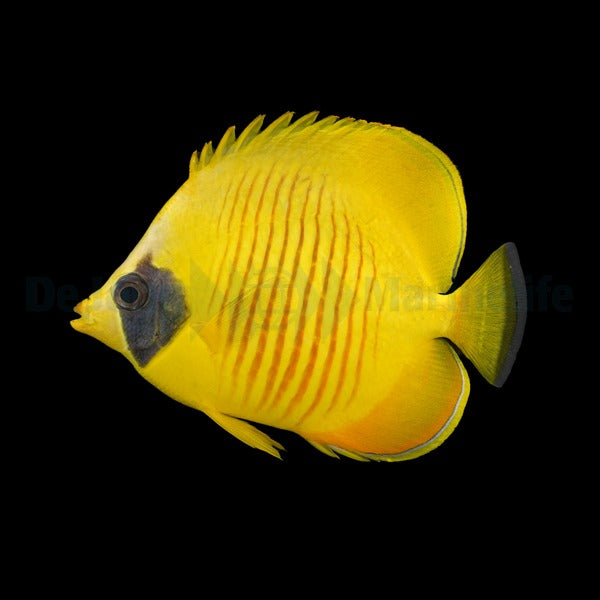 Chaetodon semilarvatus