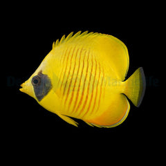 Chaetodon semilarvatus
