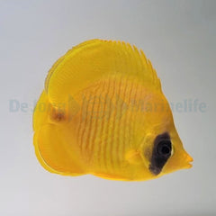 Chaetodon semilarvatus