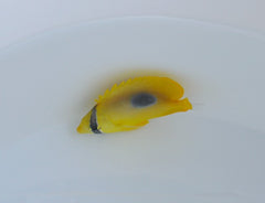 Chaetodon speculum