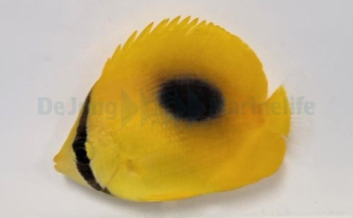Chaetodon speculum