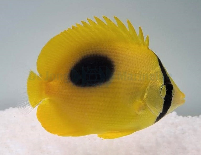 Chaetodon speculum