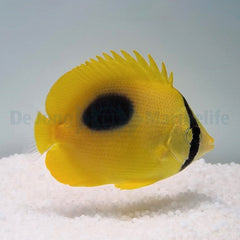 Chaetodon speculum