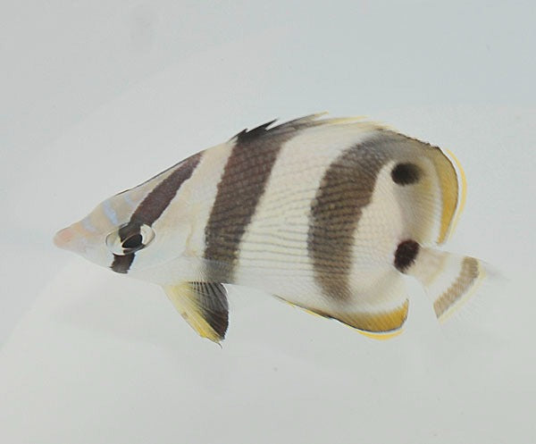 Chaetodon striatus