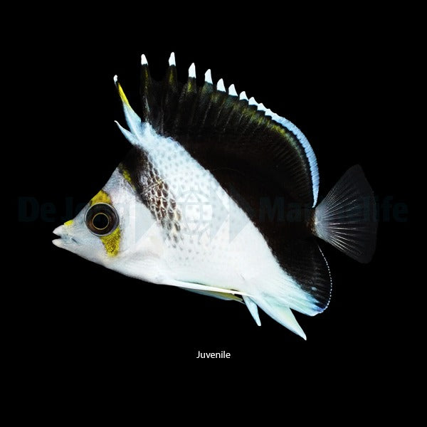 Chaetodon spp. (Hybrid - Backcross)