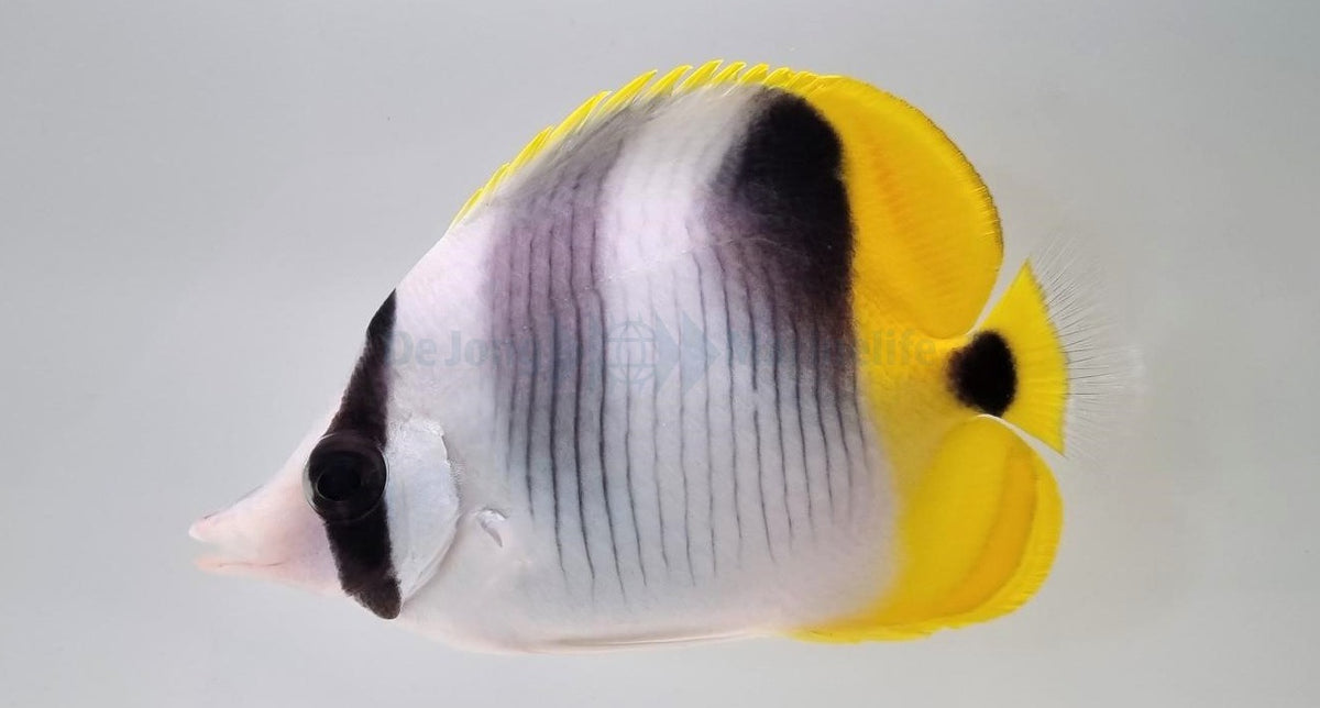Chaetodon ulietensis