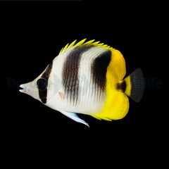 Chaetodon ulietensis