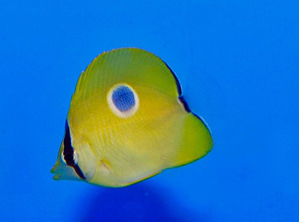 Chaetodon unimaculatus