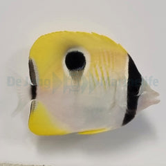 Chaetodon unimaculatus