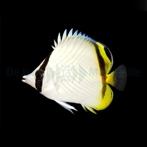Chaetodon vagabundus