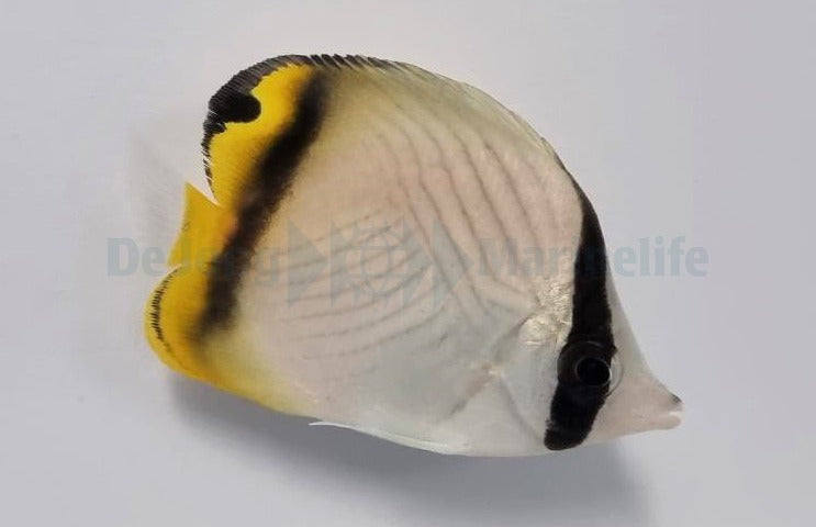 Chaetodon vagabundus