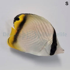 Chaetodon vagabundus