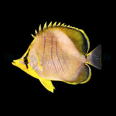 Chaetodon xanthocephalus