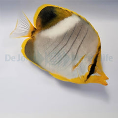 Chaetodon xanthocephalus